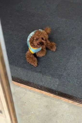 これが…猛犬…！？