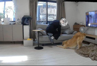 ペットカメラを見てみたら…