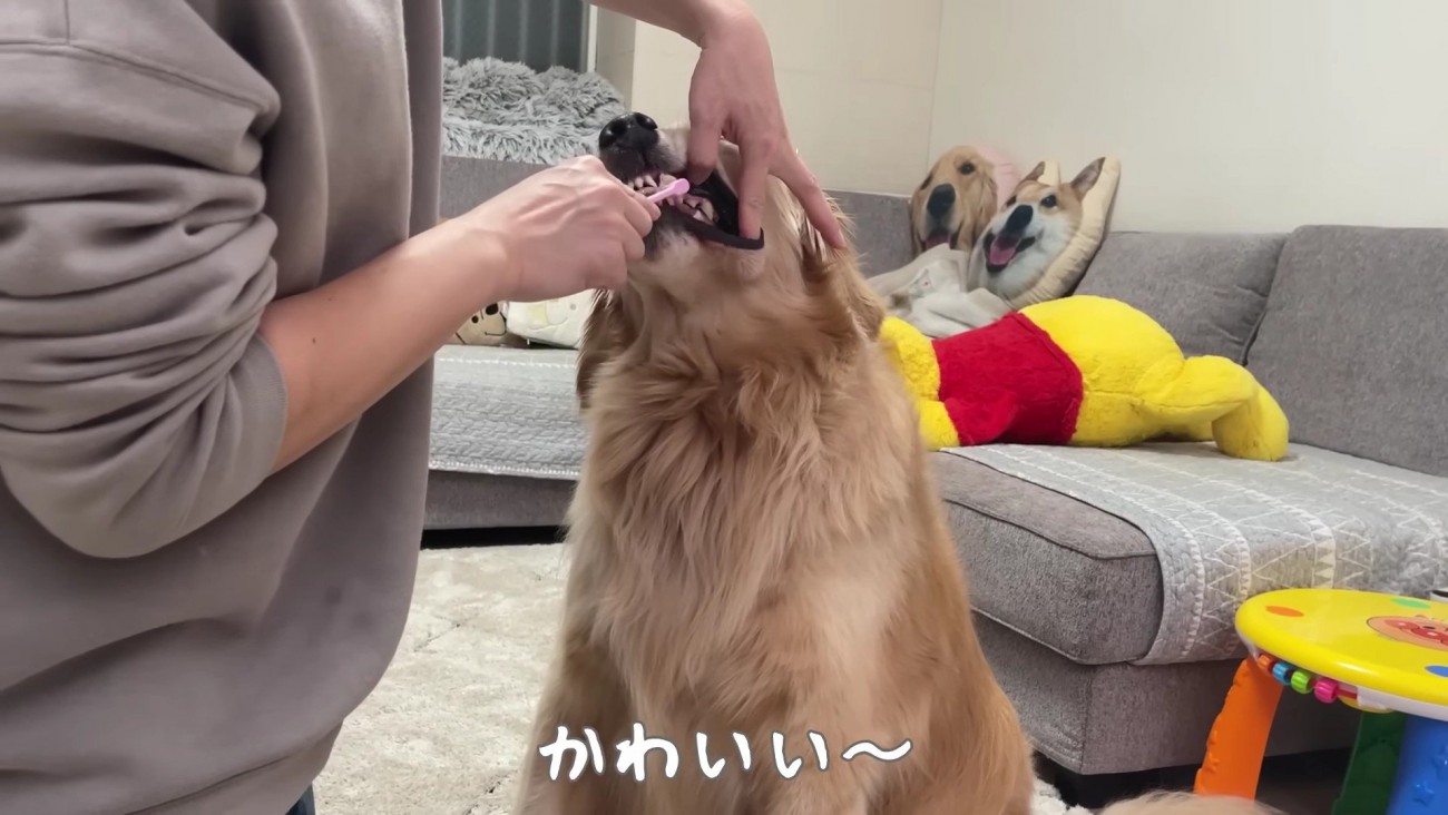 おからちゃんが磨いていると…