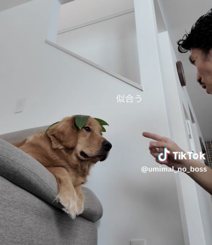 葉っぱを乗せた犬と指をさす人