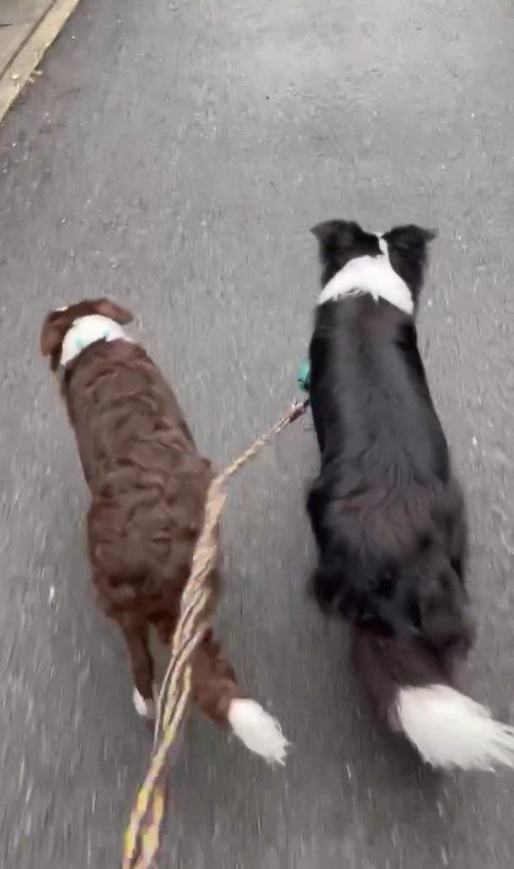 ルナちゃん＆リッカちゃんのお散歩3