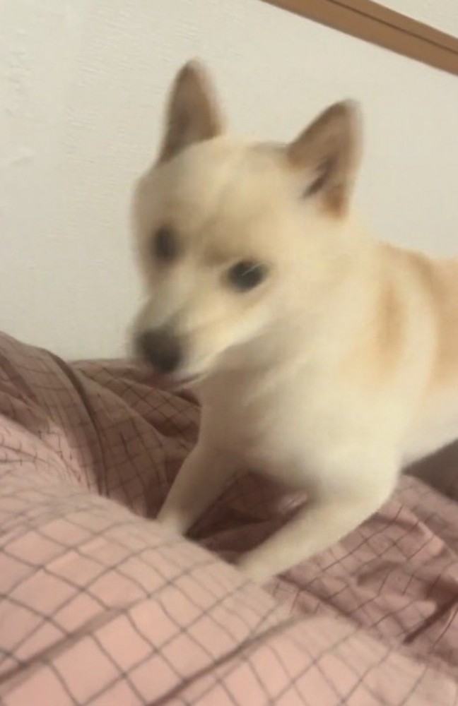 飼い主の声を聞いてふり返る犬