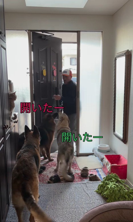 大型犬たちのお出迎え5