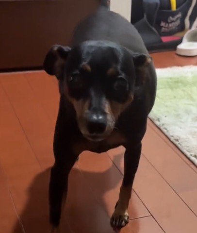 飼い主を見上げて小さくしっぽを振る犬