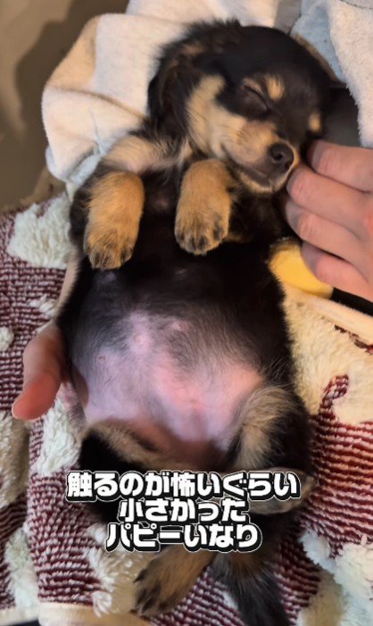 触るのが怖くなるほど…