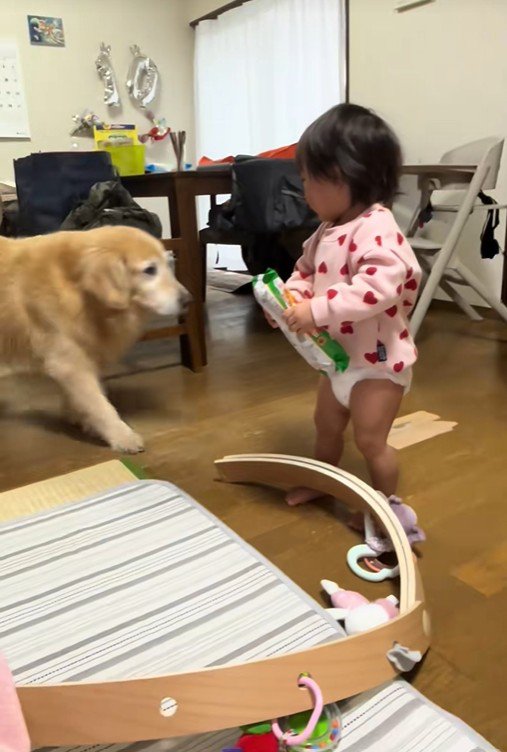 オヤツを奪うベルちゃん