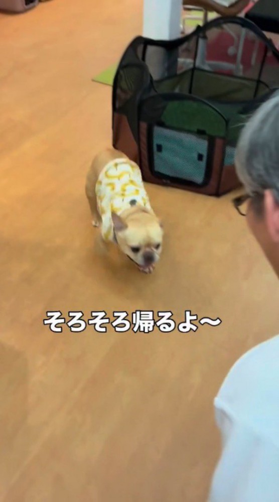 室内を巡回して男性のところへ戻って来る犬