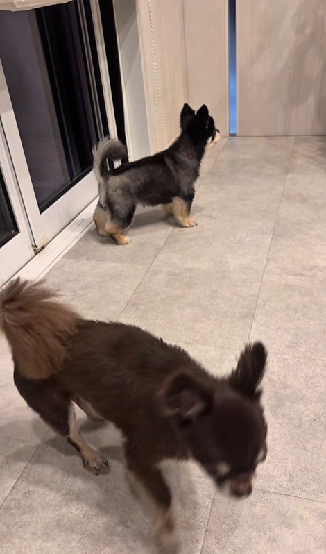 お兄ちゃんの帰りを待つこげまる君6