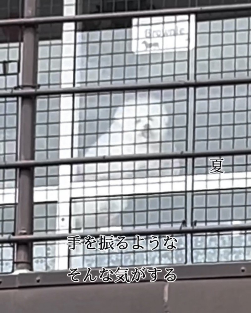 窓から外を見る犬