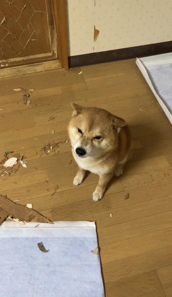 耳を伏せて見上げる犬