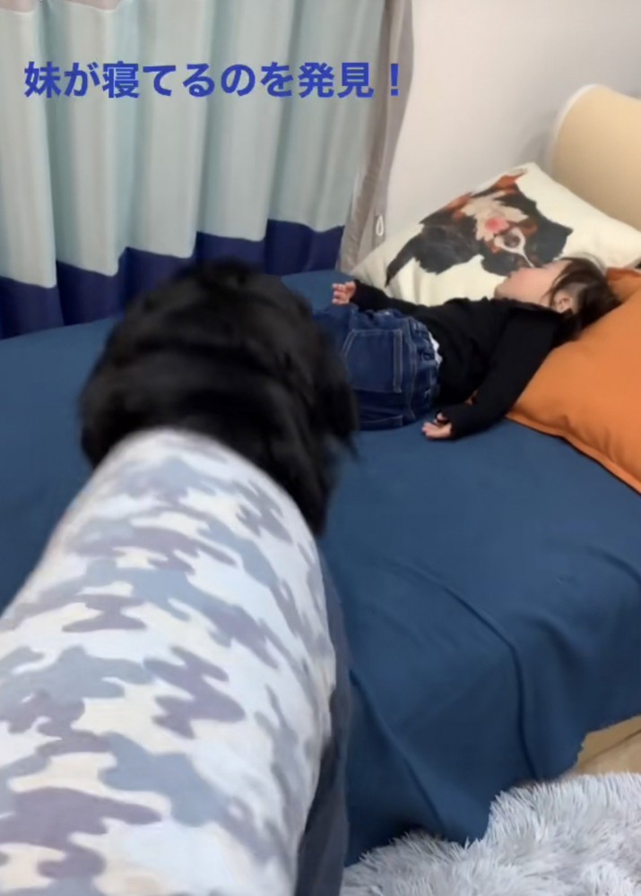 寝ている女の子の方に向かう大型犬