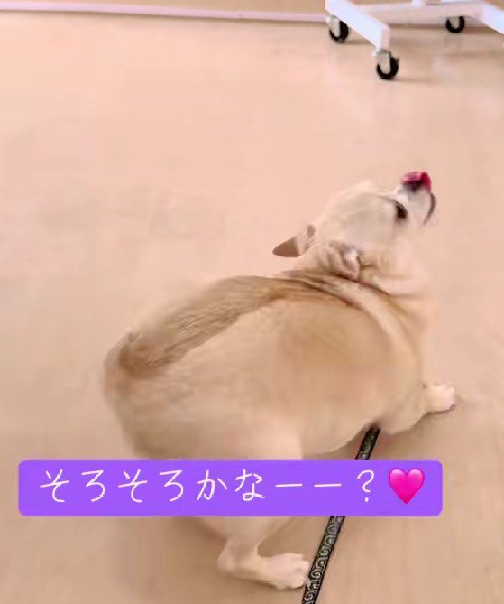 そろそろかな？