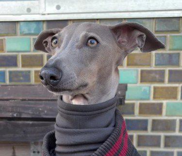 イタリアングレーハウンドのプットちゃん