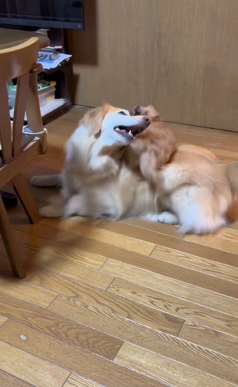 みるくちゃんと蘭ちゃん6