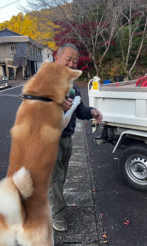 仲良しのおじさんに飛びつく秋田犬