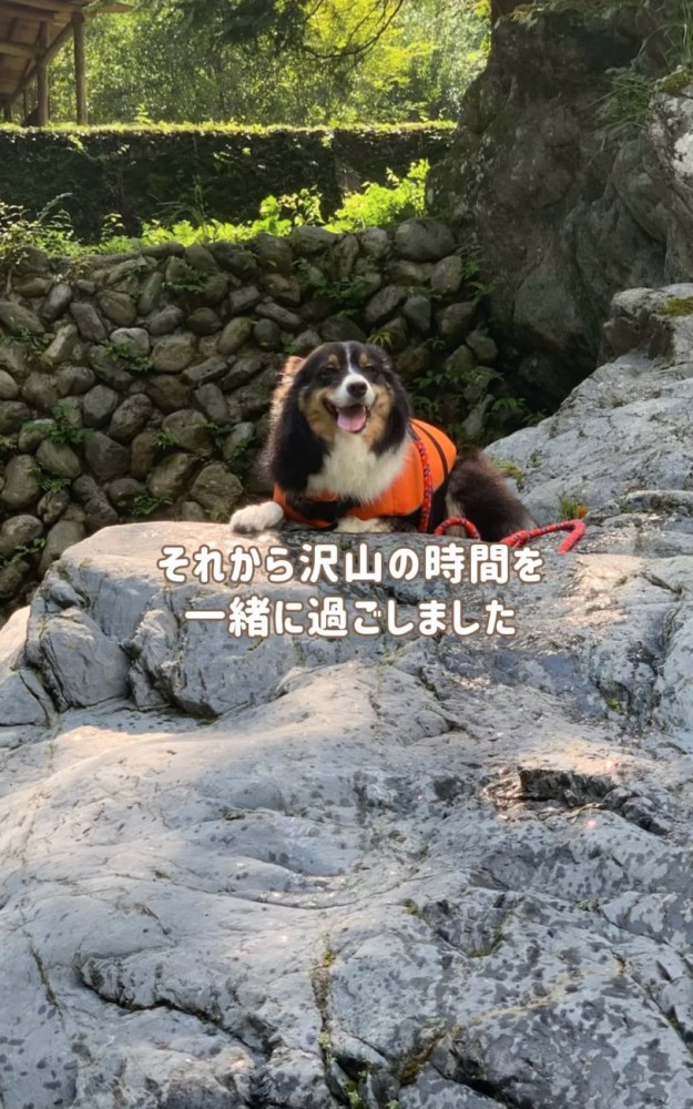 外で日向ぼっこする犬