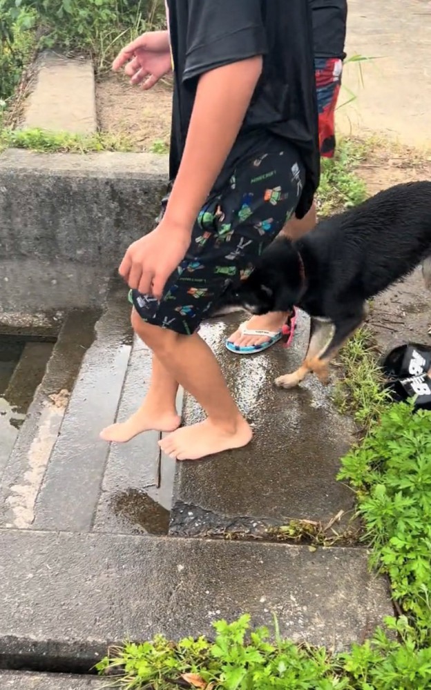 追いかける犬