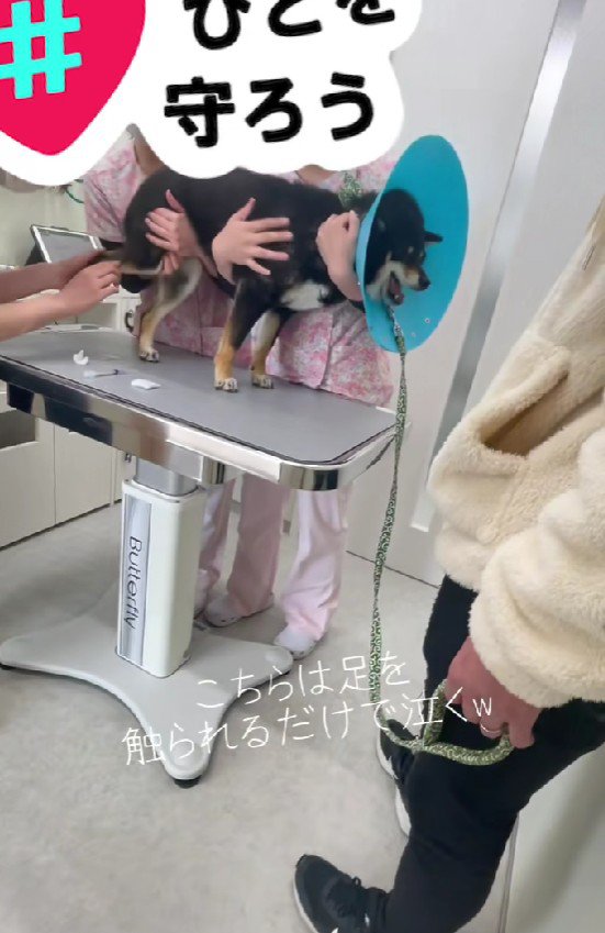 「キャキャキャアアア」