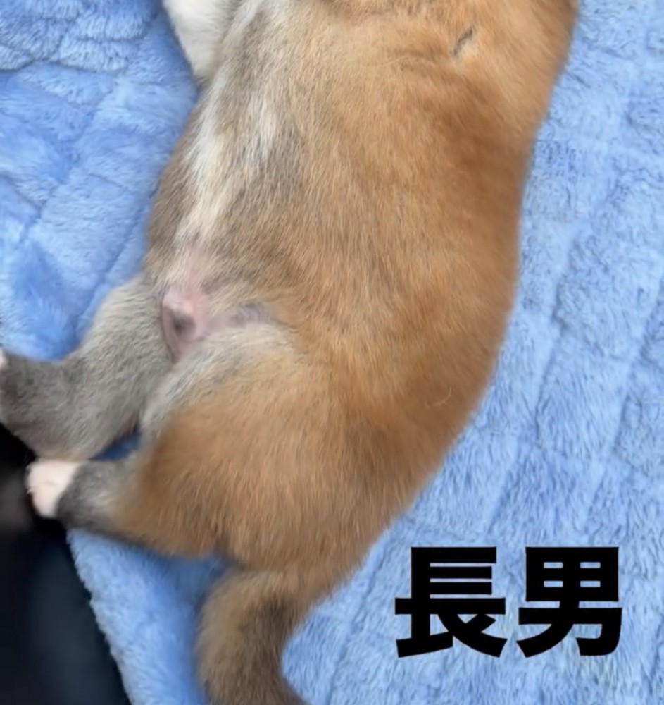 子犬のお腹と後ろ足
