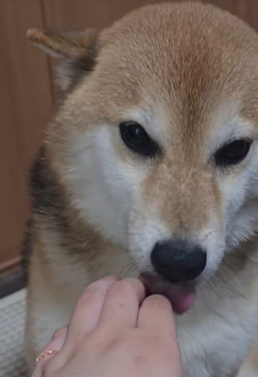 「おかえり」とペロペロ♪