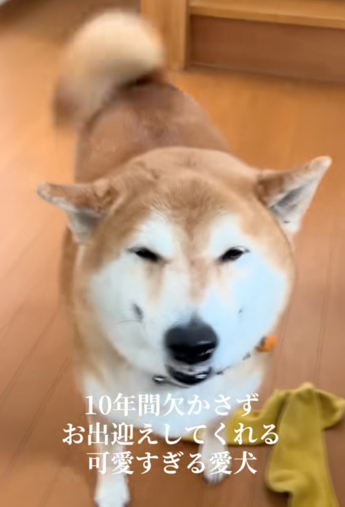 高齢の柴犬10歳と高齢犬になった福くん