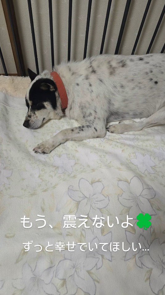 安心したように眠る黒い犬