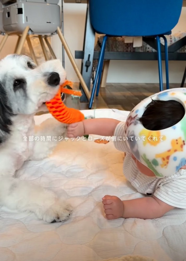 赤ちゃんと遊ぶ犬2