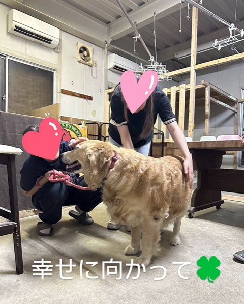 里親と大型犬