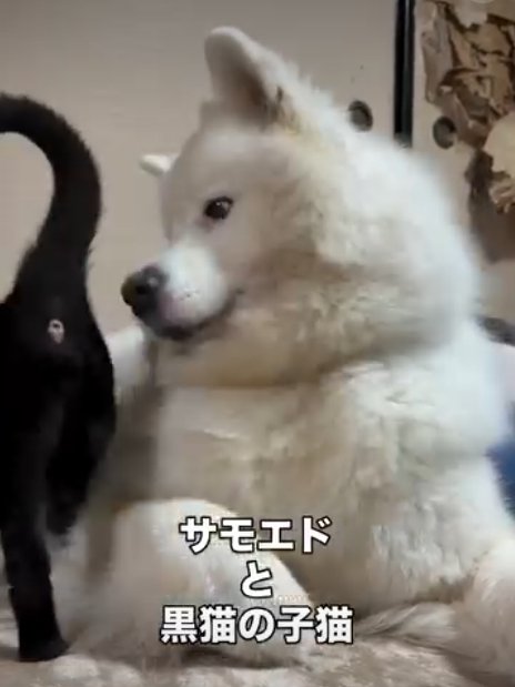 猫を見る犬