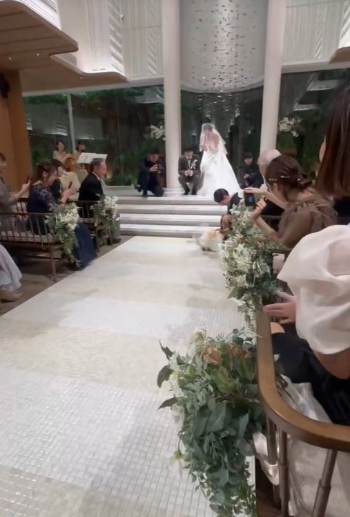 きなこちゃんがリングドッグに挑戦3