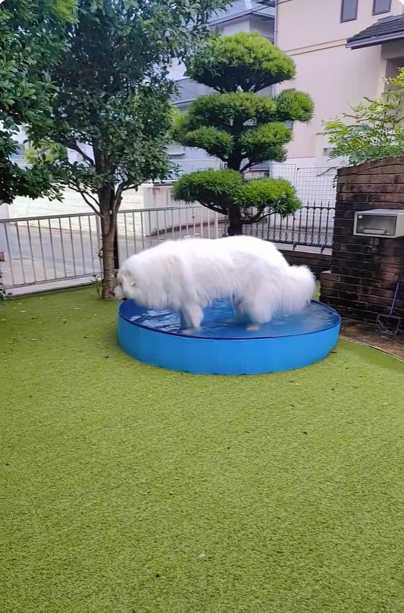 プールに入るミントくん