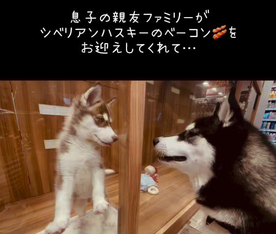 窓越しに成犬を見つめる子犬