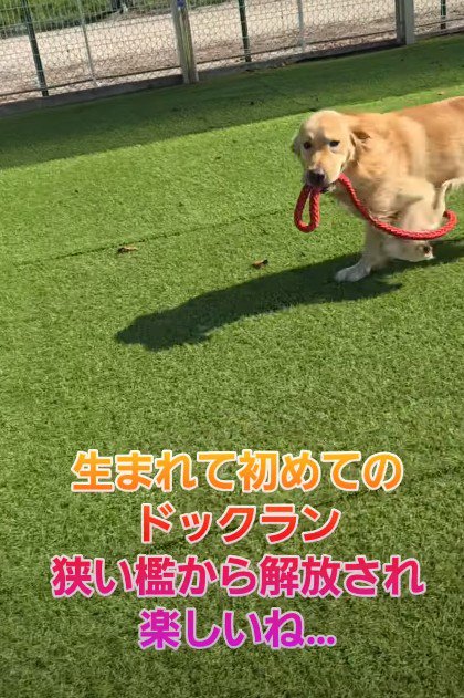 新しい犬生への第一歩