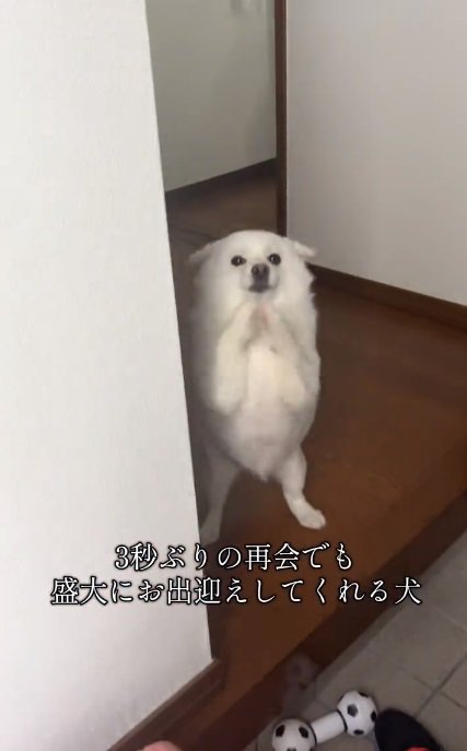 立ち上がるべらちゃん