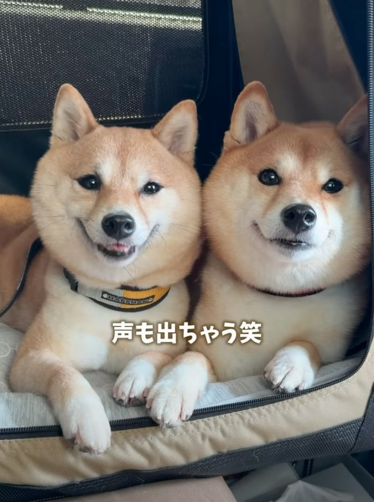 声を出す柴犬