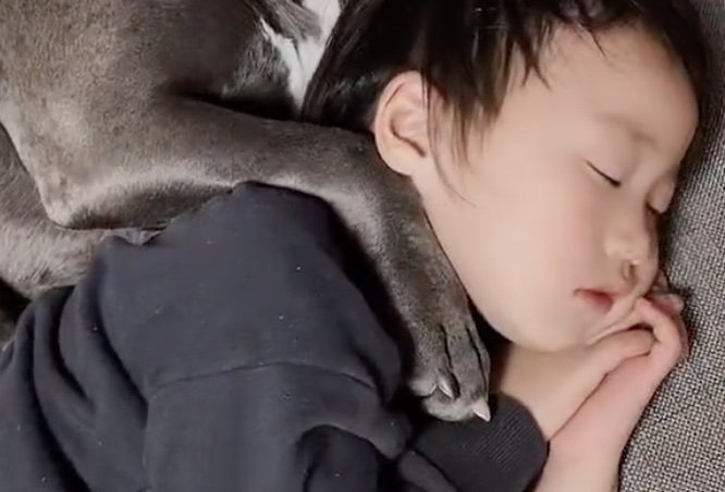 肩に前足を乗せる犬