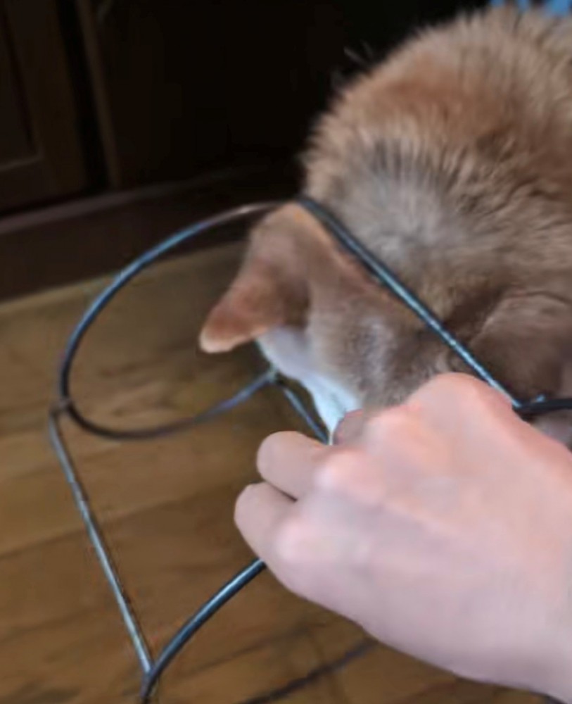 台にハマっている犬の後頭部