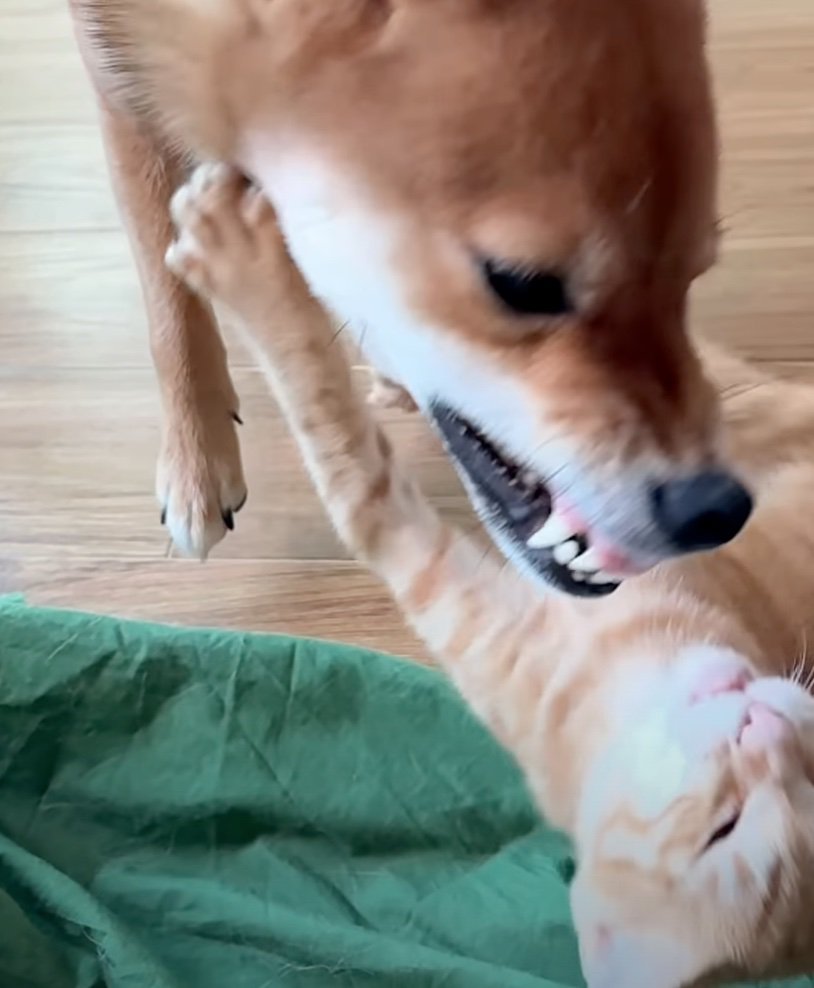 喧嘩する2匹