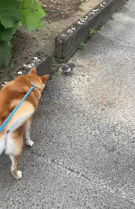 小さな子猫を発見！！