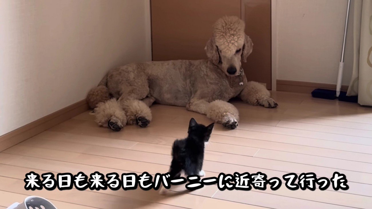 なぜかバーニーちゃんに懐いた！