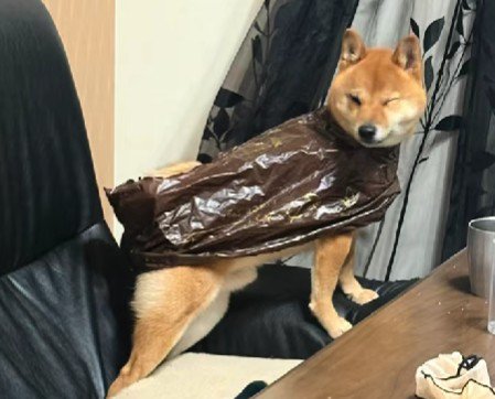 カッパが嫌でフリーズ！！