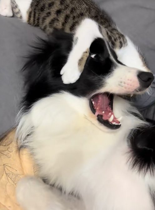 じゃれる中型犬と猫