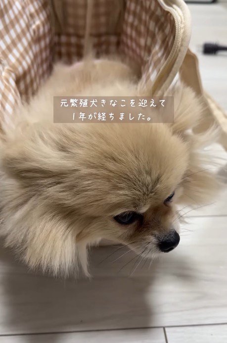 不安そうな顔で床を見つめる犬