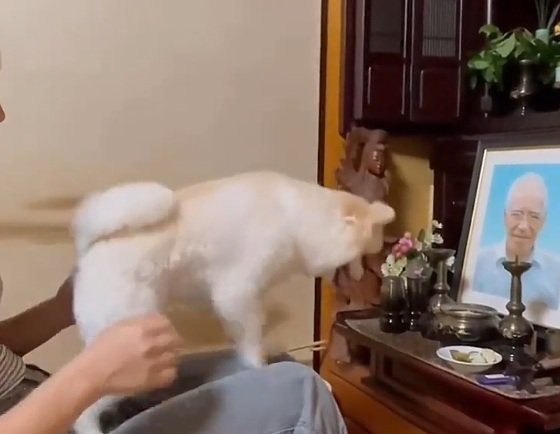 きゅうりにくぎ付けのポポちゃん