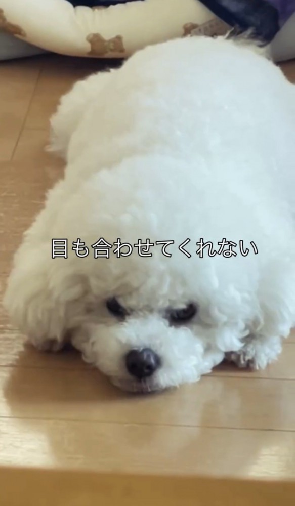 床に寝そべる犬