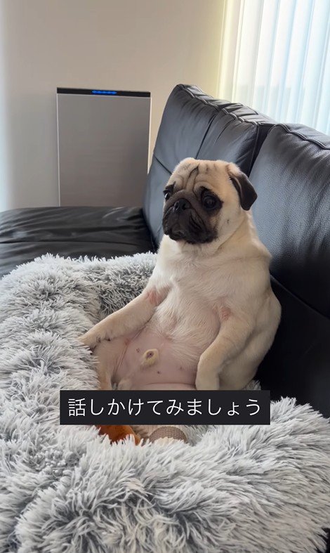 人間のように座るまめぞう君4