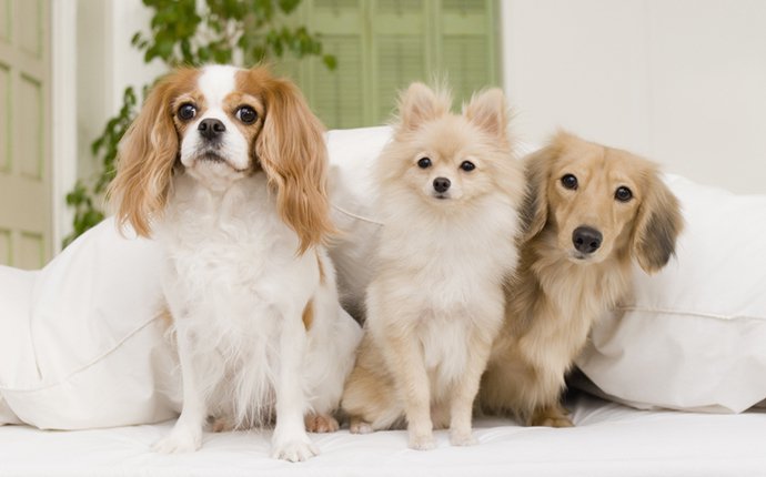 犬の種類・大図鑑 | わんちゃんホンポ