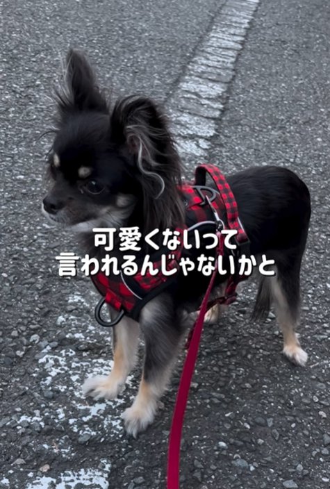 祖母に抱っこされる小型犬