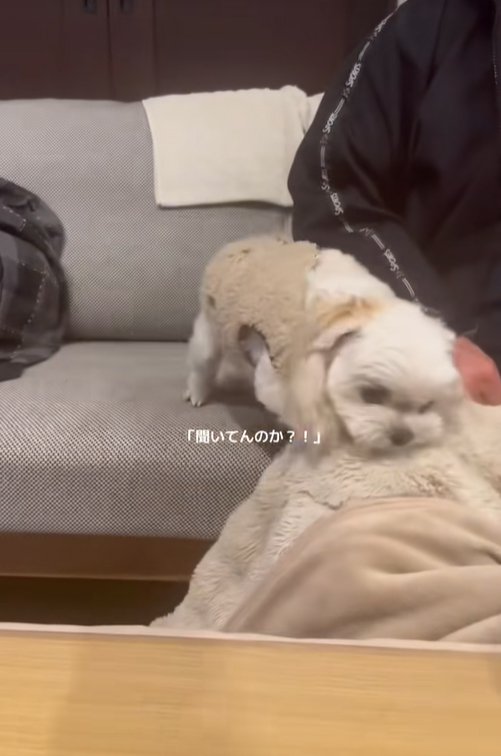 伸びてくる手に怒る小型犬