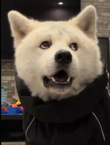 感情が分かりやすい…